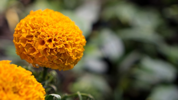 Photo tagetes yellow marigold flower bloom