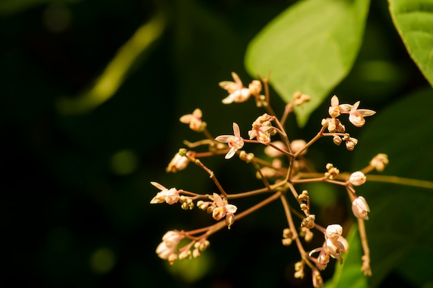 Tahongai guest tree Kleinhovia hospita known as Timoho Java Indonesia flowers and a bee Shallow focus