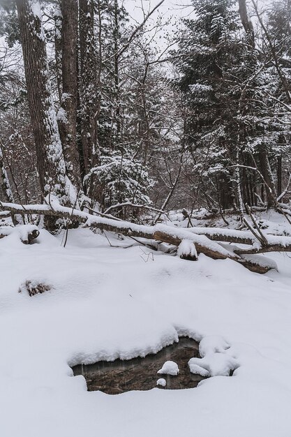 Photo taiga winter forest forest stream in a snowy forest on a winter day