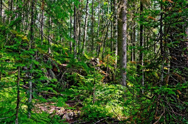 Taiga with green pine trees in the mountains of Northern Urals