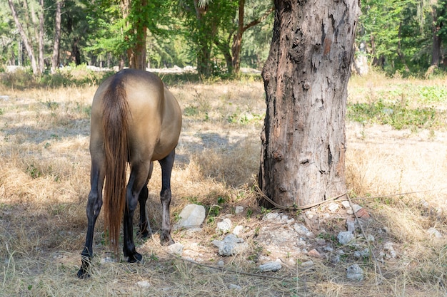 Tail side brown horse