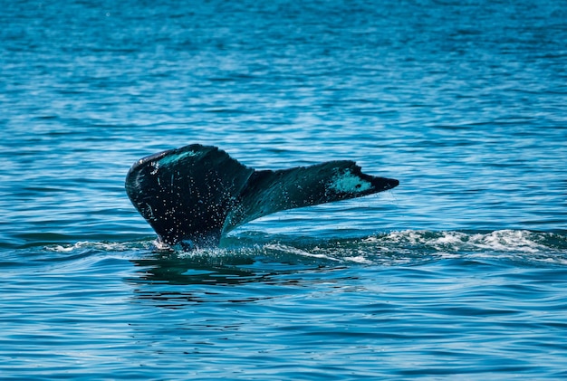 Tail of sperm whale in Resurrection Bay near Seward