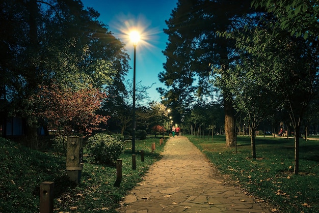 The tailed lawn with yellow leafs in the night park with lanterns in autumn Benches in the park