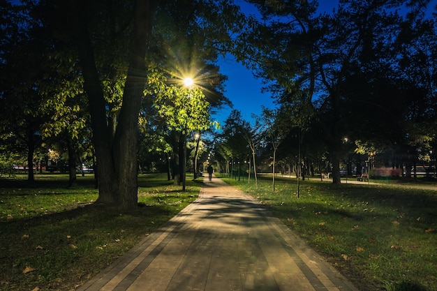 The tailed lawn with yellow leafs in the night park with lanterns in autumn Benches in the park