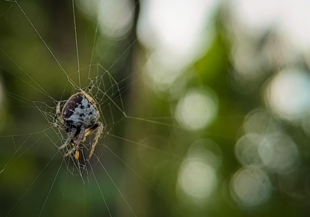 Tailed OrbWeaver Spider Eriovixia sp Araneidae Family Aranaea Order