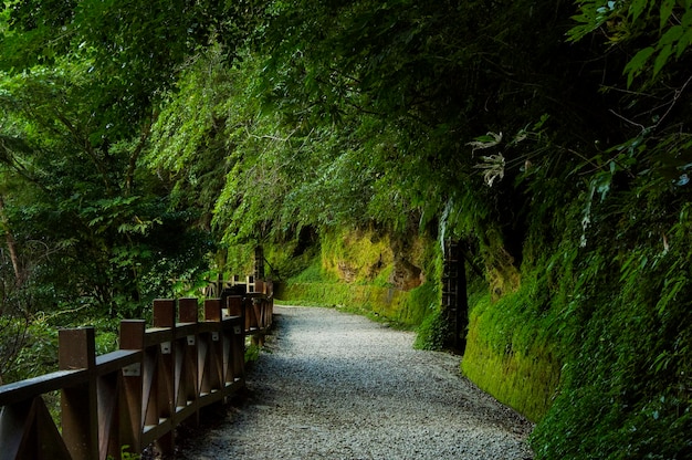 Taiwan Lala Mountain national forest protected area green quiet forest trail