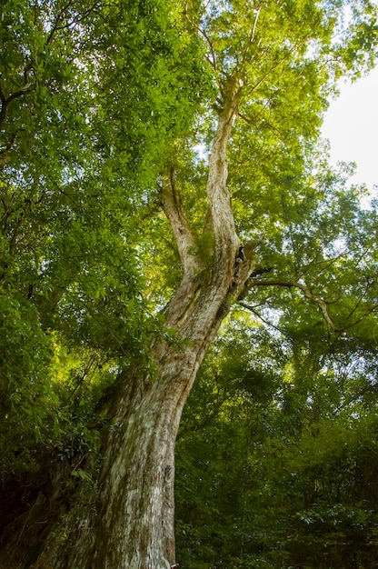 Taiwan Lala Mountain national forest protected area huge thousandyearold sacred tree