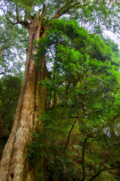 Taiwan Lala Mountain national forest protected area huge thousandyearold sacred tree