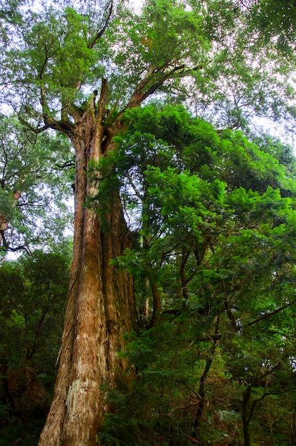 Taiwan Lala Mountain national forest protected area huge thousandyearold sacred tree