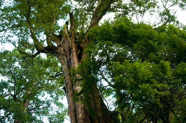 Taiwan Lala Mountain national forest protected area huge thousandyearold sacred tree