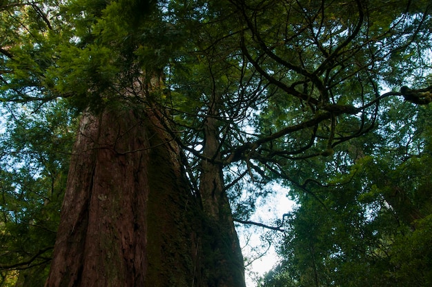 Taiwan Lala Mountain national forest protected area huge thousandyearold sacred tree