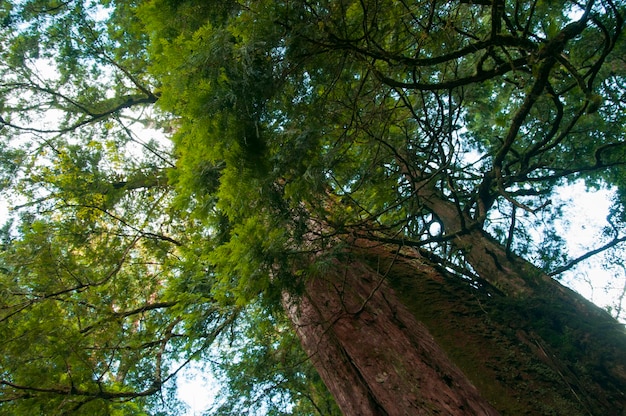 Taiwan Lala Mountain national forest protected area huge thousandyearold sacred tree