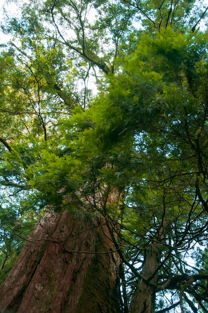 Taiwan Lala Mountain national forest protected area huge thousandyearold sacred tree