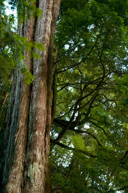 Taiwan Lala Mountain national forest protected area huge thousandyearold sacred tree