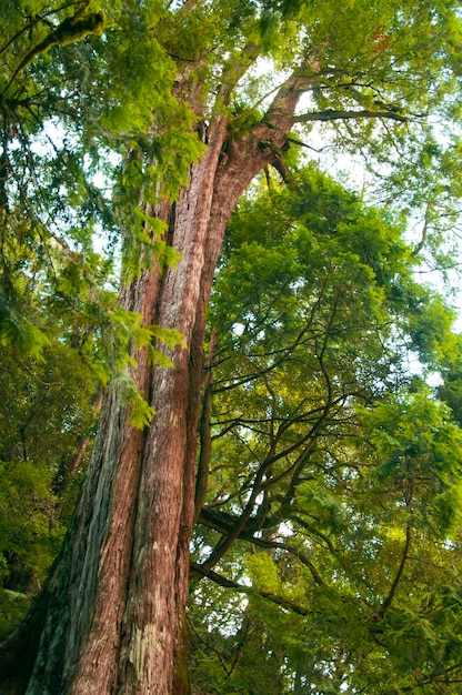 Taiwan Lala Mountain national forest protected area huge thousandyearold sacred tree