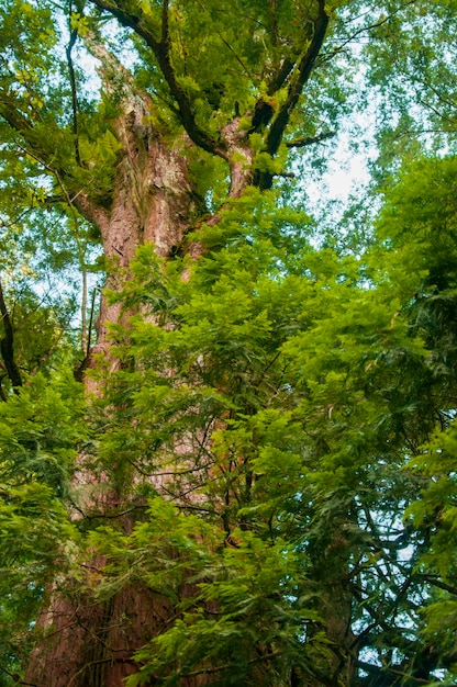 Taiwan Lala Mountain national forest protected area huge thousandyearold sacred tree