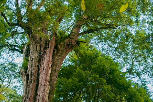 Taiwan Lala Mountain national forest protected area huge thousandyearold sacred tree