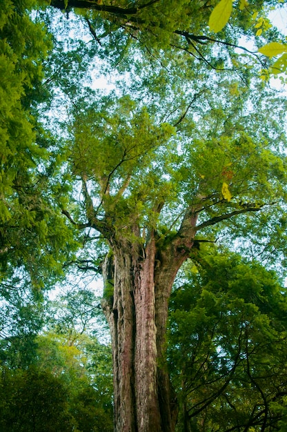 Taiwan Lala Mountain national forest protected area huge thousandyearold sacred tree