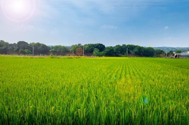 Taiwan south countryside blue sky and white clouds green rice fields