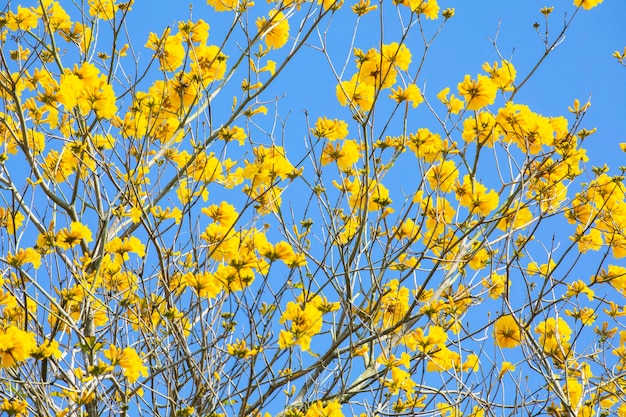 Taiwan spring flowering season street trees blooming Suzuki chrysanthemum