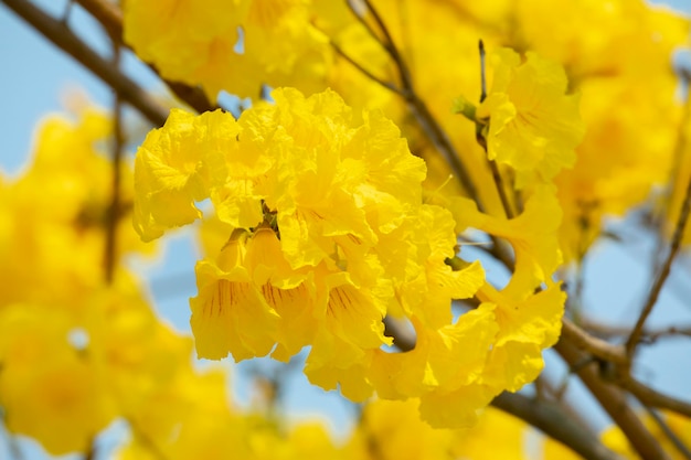 Taiwan spring flowering season street trees blooming Suzuki chrysanthemum