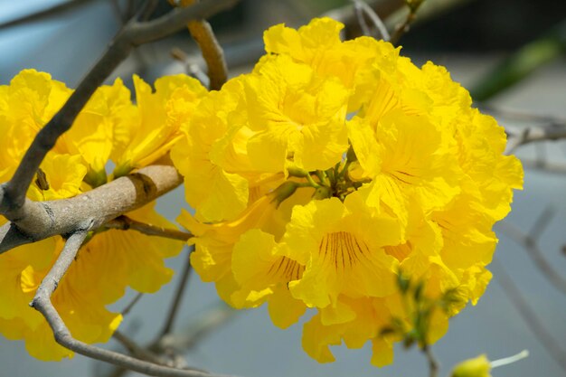 Taiwan spring flowering season street trees blooming Suzuki chrysanthemum