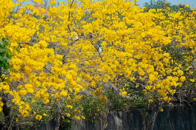 Taiwan spring flowering season street trees blooming Suzuki chrysanthemum