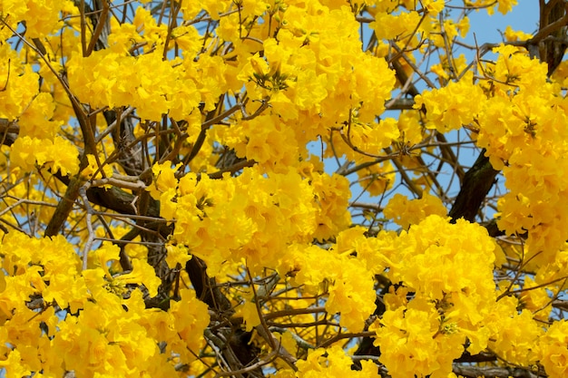 Taiwan spring flowering season street trees blooming Suzuki chrysanthemum