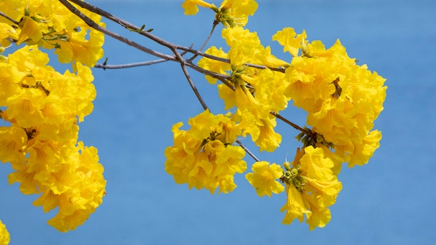 Taiwan spring flowering season street trees blooming Suzuki chrysanthemum