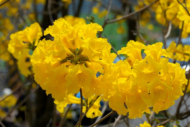 Taiwan spring flowering season street trees blooming Suzuki chrysanthemum