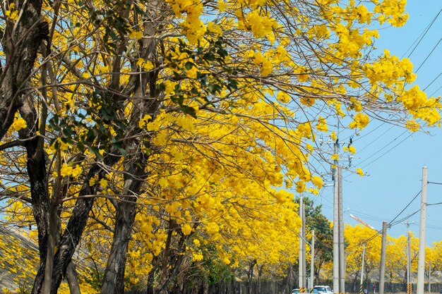 Taiwan spring flowering season street trees blooming Suzuki chrysanthemum