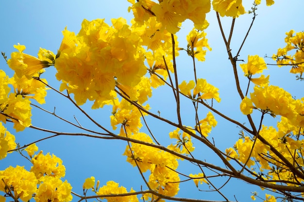 Taiwan spring flowering season street trees blooming Suzuki chrysanthemum