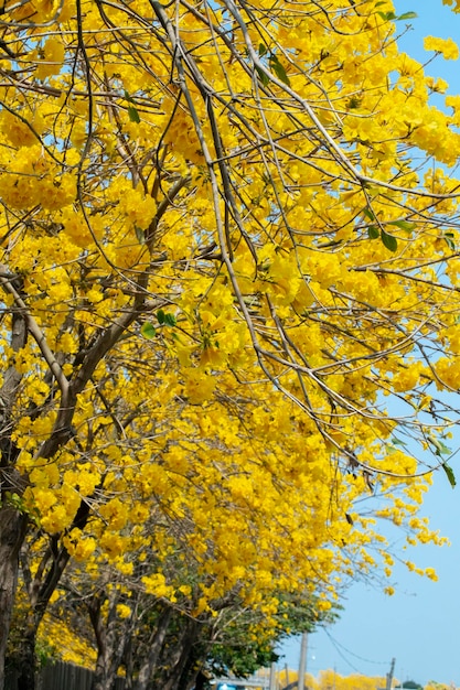 Taiwan spring flowering season street trees blooming Suzuki chrysanthemum