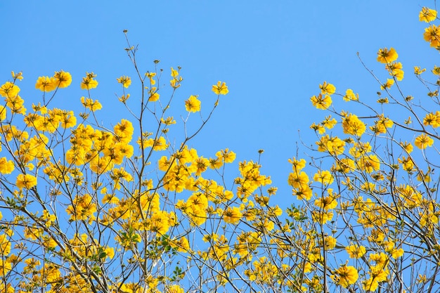 Taiwan spring flowering season street trees blooming Suzuki chrysanthemum