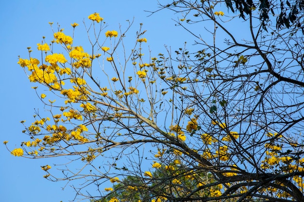 Taiwan spring flowering season street trees blooming Suzuki chrysanthemum