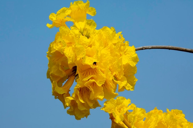 Taiwan spring flowering season street trees blooming Suzuki chrysanthemum