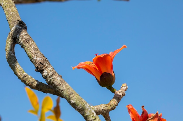 Taiwan spring kapok season blooming kapok