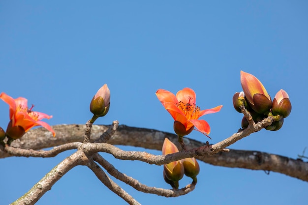 Taiwan spring kapok season blooming kapok