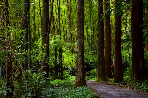 Taiwan Xitou forest protected area forest trail