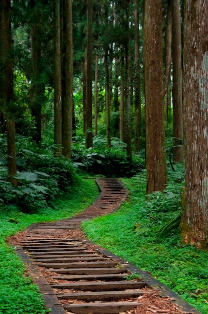 Taiwan Xitou forest protected area forest trail