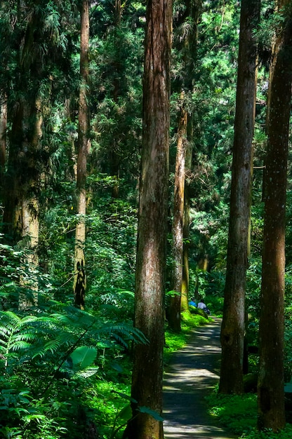 Taiwan Xitou forest protected area forest trail