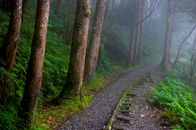 Taiwan Yilan County Taiping Mountain Jianqing Old Road famous tourist attraction