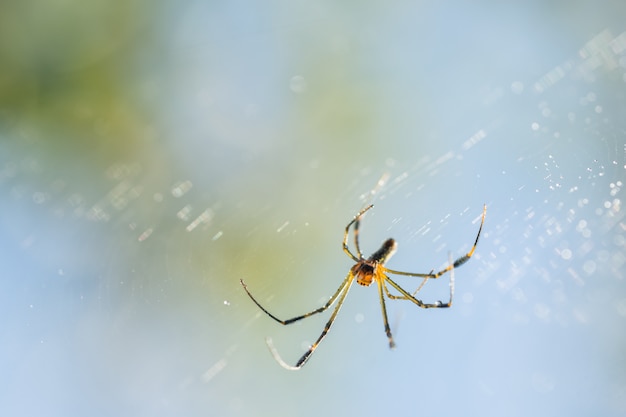 Take a close-up spider on a spider web