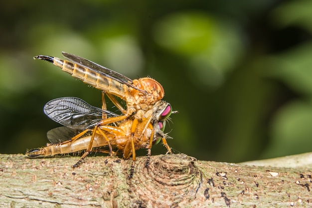 Take a closer shot Robberfly