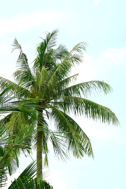 Tall Coconut Palm Tree against Blue Sky