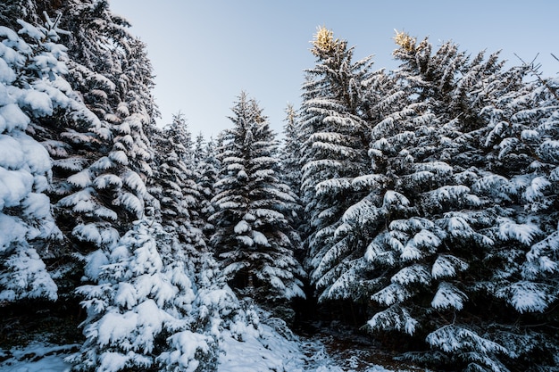 Tall dense old spruce trees grow on a snowy slope in the mountains on a cloudy winter foggy day. The concept of the beauty of the winter forest and protected areas