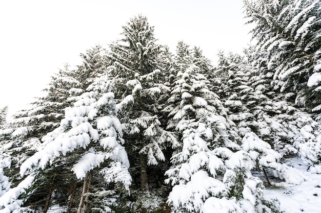 Tall dense old spruce trees grow on a snowy slope