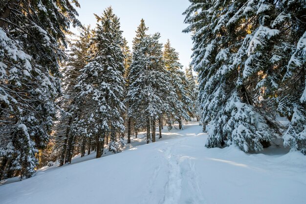 Tall fir- trees covered with thick snow under blue sky on sunny cold day.