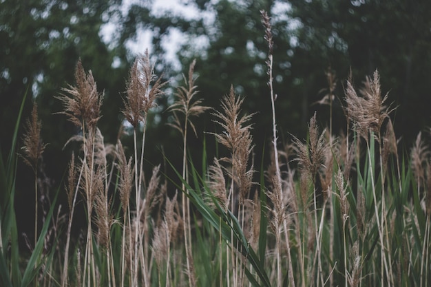 Tall grass background