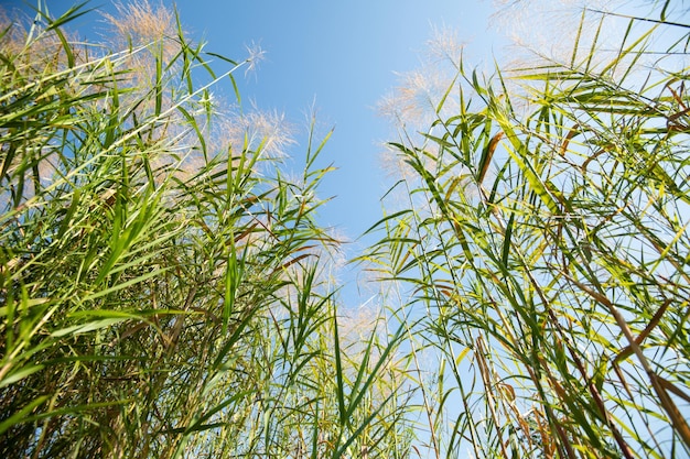 Tall grass Bush plants in the field with blue sky Summer meadow landscape on a sunny day